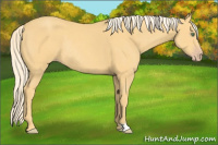 Horse Color:Gold Cream Champagne Rabicano