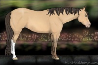 Horse Color:Amber Champagne