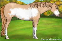 Horse Color:Gold Champagne Frame 