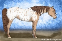 Horse Color:Amber Champagne Appaloosa 