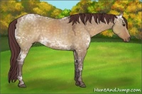 Horse Color:Chocolate Buckskin Ice Dun Rabicano 