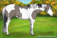 Horse Color:Grullo Splash Tobiano 