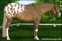 Horse Color:Chocolate Palomino Appaloosa 