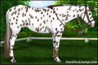 Horse Color:Liver Chestnut Appaloosa 