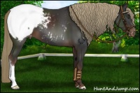 Horse Color:Liver Chestnut Snowcap 