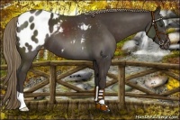 Horse Color:Liver Chestnut Appaloosa 