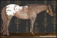 Horse Color:Liver Chestnut Appaloosa
