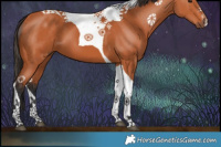 Horse Color:Bay Tobiano 