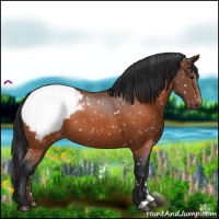 Horse Color:Brown Appaloosa 