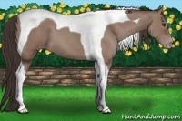 Horse Color:Classic Champagne Tobiano