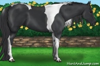 Horse Color:Black Tobiano 