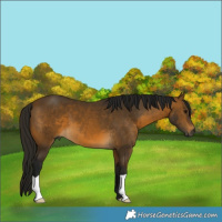 Horse Color:Gray Buckskin 