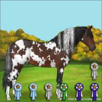 Horse Color:White Spotted Bay 