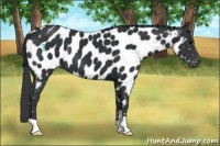 Horse Color:Black Appaloosa