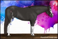 Horse Color:White Spotted Liver Chestnut Sabino
