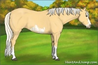Horse Color:Palomino Splash Frame and Palomino Splash Frame