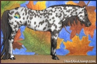Horse Color:Grullo Appaloosa 
