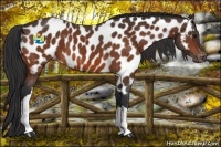 Horse Color:Bay Appaloosa 