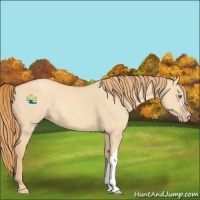 Horse Color:Gold Champagne Dun 