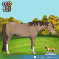 Horse Color:Classic Champagne Tobiano