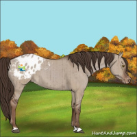 Horse Color:Liver Red Dun Appaloosa Brindle 