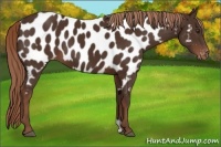 Horse Color:Liver Chestnut Appaloosa 