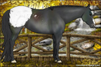 Horse Color:Black Appaloosa 