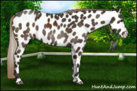 Horse Color:Liver Chestnut Leopard 