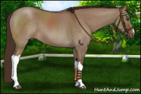 Horse Color:Liver Red Dun 
