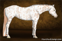 Horse Color:Gold Champagne Appaloosa  and Gray Gold Champagne Appaloosa 