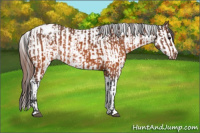 Horse Color:Brown Appaloosa and Brown Appaloosa