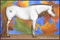 Horse Color:Chestnut Appaloosa 
