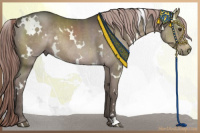 Horse Color:Platinum White Spotted Liver Chestnut Rabicano 