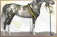Horse Color:Platinum White Spotted Chocolate Palomino Rabicano 
