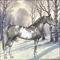 Horse Color:Platinum White Spotted Chocolate Palomino Rabicano 