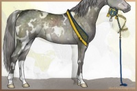 Horse Color:Platinum White Spotted Chocolate Palomino 