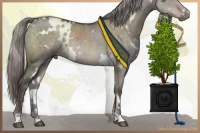 Horse Color:Platinum White Spotted Liver Red Dun