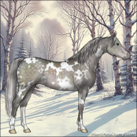 Horse Color:Platinum White Spotted Chocolate Palomino