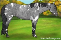 Horse Color:White Spotted Blue Roan 