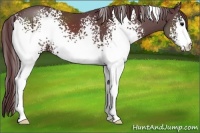 Horse Color:White Spotted Chocolate Black