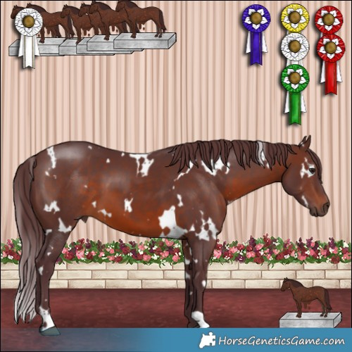Horse Color:White Spotted Chocolate Brown