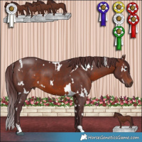 Horse Color:White Spotted Chocolate Brown 