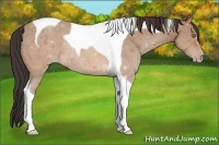 Horse Color:Sable Champagne Tobiano