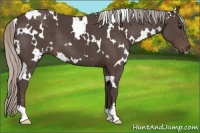 Horse Color:White Spotted Silver Black 