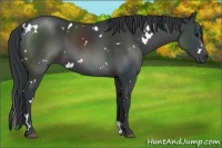 Horse Color:White Spotted Black 