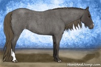 Horse Color:Smoky Blue Roan Appaloosa