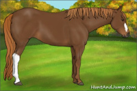 Horse Color:Gray Chestnut 