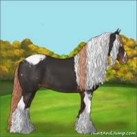 Horse Color:Liver Chestnut Sabino Tobiano Appaloosa Rabicano 