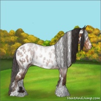 Horse Color:White Spotted Liver Chestnut Sabino Appaloosa Rabicano 