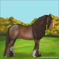 Horse Color:Liver Chestnut Sabino Appaloosa 